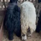خرفان عرب