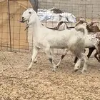 عنز معاها بنته فاخره فاخره دافع هيا وبنتها