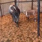 عنز متبع للبيع