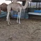المدينه المنوره