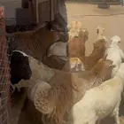 طليان رفيدي مرابي