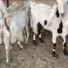 معزا 3 معها 6 مشاريك جروم وشكل