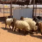 طليان نعيم
