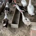 بط بطه