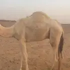 قعود للبيع