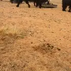 تيس اجم منوه القناي