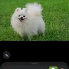 كلب ضائع بوميراني