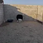 ثنيه نجديه خلفا