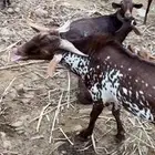 تيس اوشح للبيع