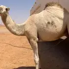 قعود قصب