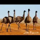 مطلوب نعام ايمو