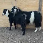 معزا