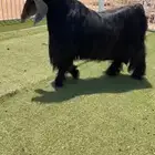 للبيع فحل عارضي