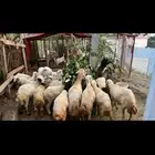 حقو فيفاء نعاج بلدي