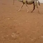 لقحه