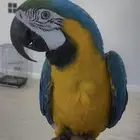 مكاو بلو اند قولد اليف ومتكلم ( تم البيع )