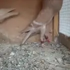 نفاخ وايت بار