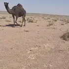 ناقه حايل شحم