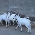 8من العنقان كفو ثنيه رباع
