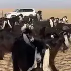 مراح معزا عوارض صنف اغلبها اباكير اول والده.