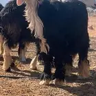 خروف نجدي صنف