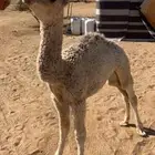 بكره ضيار عمر شهر ونص