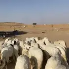 للبيع سواكن