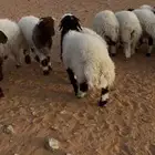بهم هرفي فاخر