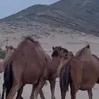 ابل لقح جنب