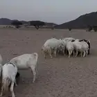 الحلال للبيع ضان ومعزا عددها 61