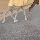 خلفه منتج مصغر تحتها قعود كفو