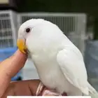روز البينو اليف