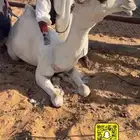 رمانيه مفروده كفو تمم البيع