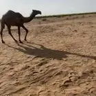 6 حشو للبيع