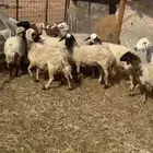 شياه مهجنه