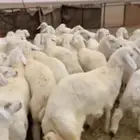 للبيع بهم حري شحم العدد60ورخال3العمر4الى6شهور الموقع عفيف