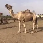 فحل