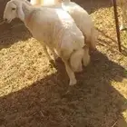 رخال ((تم البيع ))