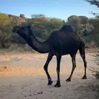 للبيع مجهم لقحه