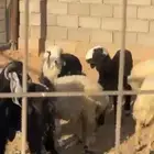 أغنام