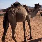 قعود للبيع