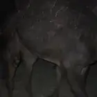 قعود فل شحم