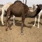 قعدان قصب طيبة لحمه( شرط) الي يبي زين ترا القعدان كفوا