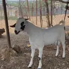 فحل بيشي