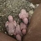 فروخ روز البينو