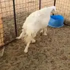 شاه حايل فل شششحم