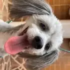 كلب هافانيز ذكر للبيع او للتبني بسعر رمزي