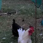 دجاج