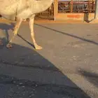 ناقه لقحه كفو وعلى بعير طيب