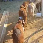 للبيع طليان سواكن حمري فاخره